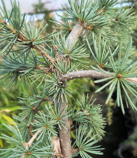 Cedrus atlantica glauca pendula